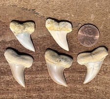 5 Shark Teeth 1 1/4 - 1 3/8. Inch- Mako Megalodon Era Sharks Fossils Tooth