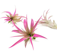 Air Plants Long-Lasting Live Tillandsia Succulents Indoor Outdoor