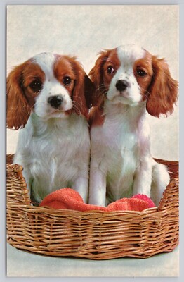 Two Super Cute English Springer Spaniel Puppies in a Basket, Vintage Postcard
