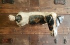 Bild 6 von 8