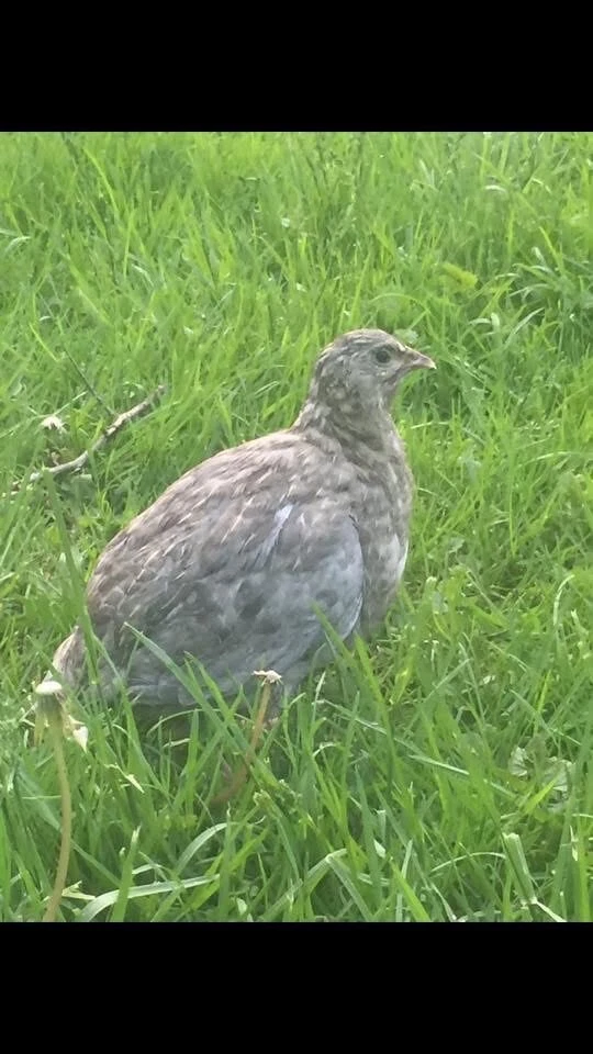 50+ huevos fértiles para incubar codorniz Coturnix surtidos - variedad de colores Foto 2 de 4