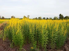 100 Sunn hemp Seeds (Crotalaria juncea L.) - ground cover, Non-GMO USA Seller