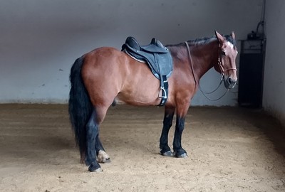 Barefoot Sattel Cheyenne DryTex