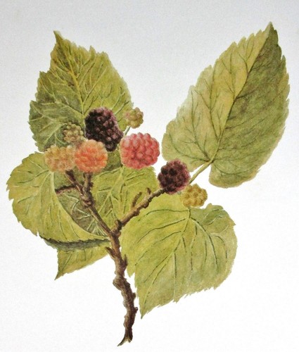 Vintage Floral Art Print Color Plate Mulberry Berries Bible Scripture  Religious | Ebay