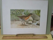 Vintage Print,KING RAIL,"J.L.R"