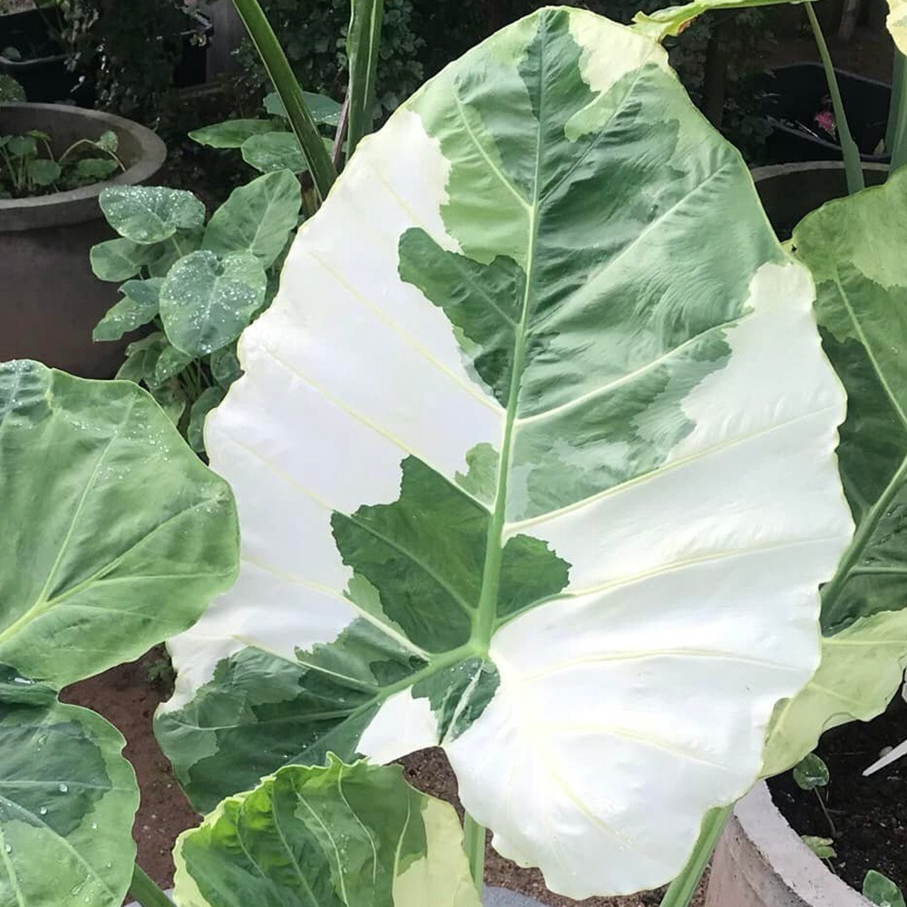 Colocasia Gigantea Variegated Albo Leucocasia Gigantea Giant