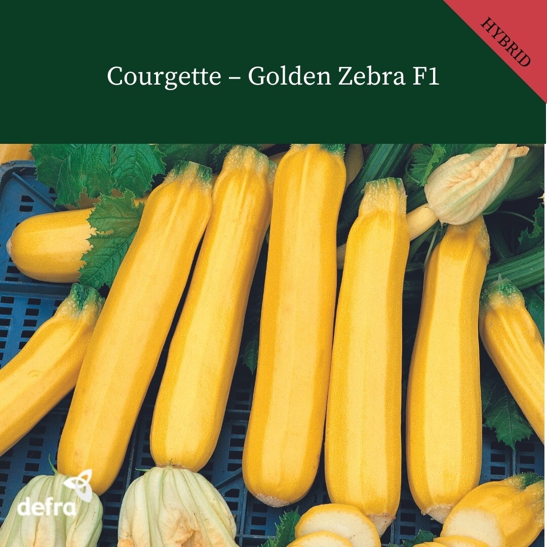 COURGETTE GOLDEN ZEBRA F1  10 FINEST SEEDS