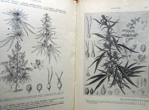 Pharmacologie LES REMEDES GALENIQUES FASCICULE 7 1925 matière médicale végétale - Picture 5 of 5