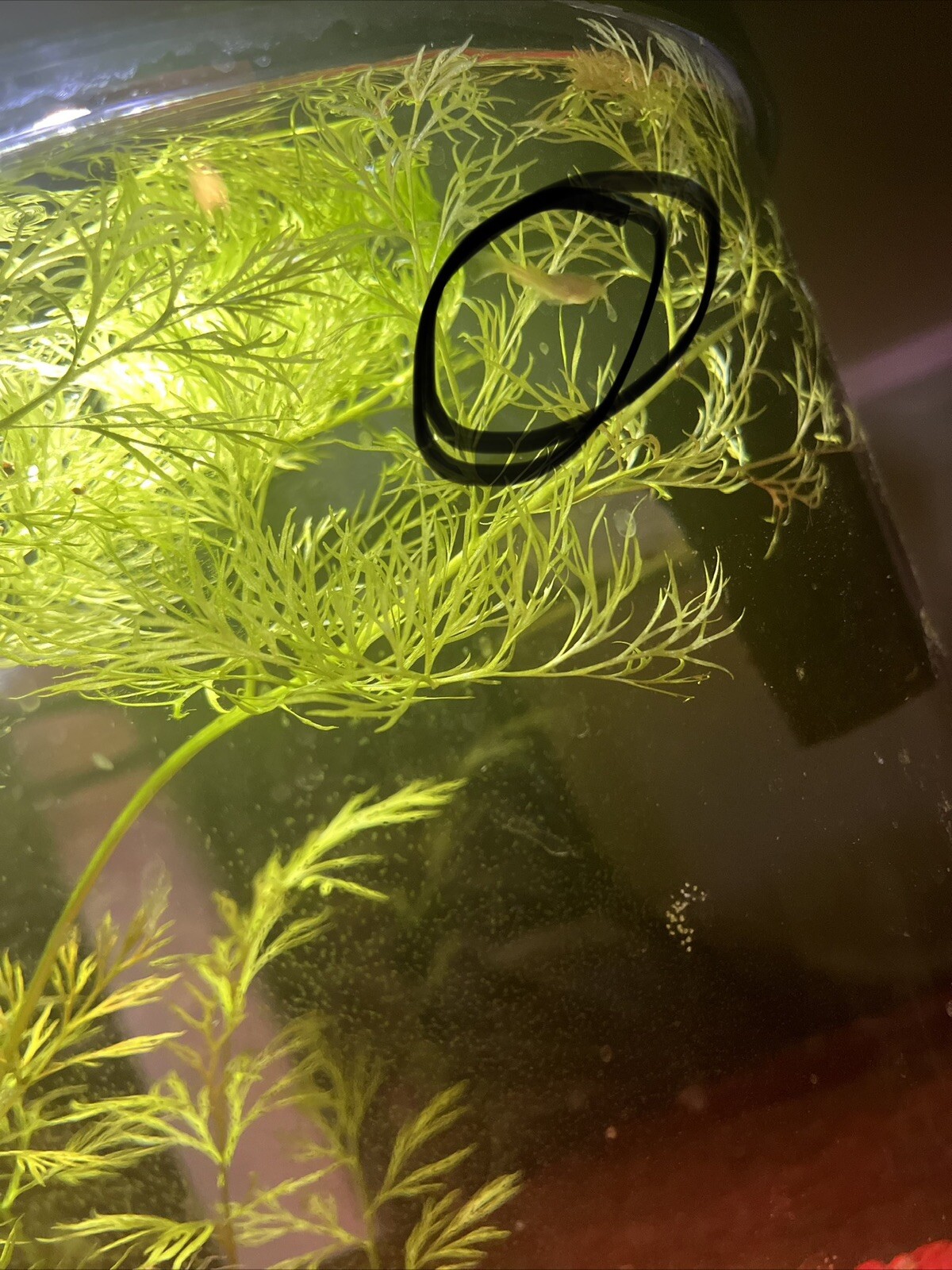 bronze corydoras / bronze cory or a green cory Live fish (juveniles