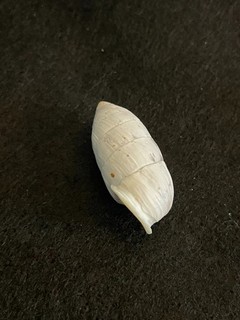 Cerion cf. aguayoi Torre & Clench 29 mm