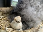 4 (+2 free!) Fertile Silkie, Showgirl, Frizzle X Sizzle Bearded And Crested Eggs — photo 9