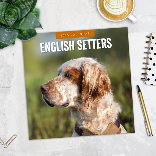 English Setters 2025 Square Wall Calendar