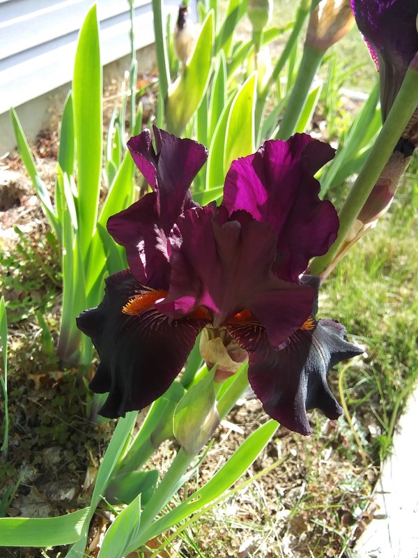 "Dracula's Kiss"  Tall Bearded Iris Rhizome