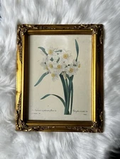 Redouté Choix Pl. 84, Narcissus; white and yellow - RARE 89th EVER MADE!