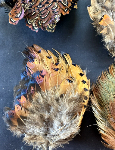 Misc Lot 9 exotic feathers pheasant rooster multi color fly fishing tying - Picture 2 of 14