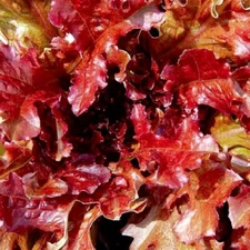 Red Salad Bowl Lettuce Seeds | Heirloom Lettuce Seeds | NON-GMO Garden Seeds