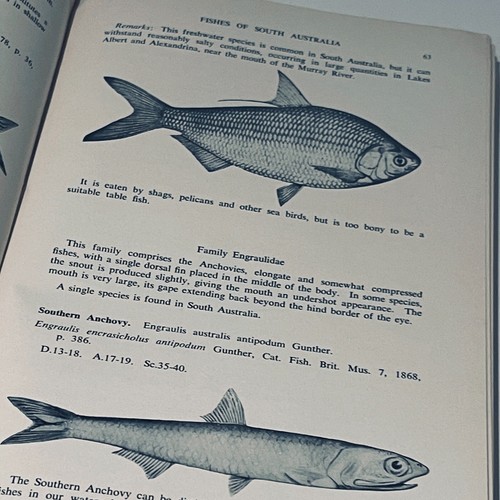 The Marine and Fresh Water Fishes of South Austr (Softcover 1962) Trevor D Scott - Picture 16 of 22
