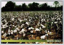 White Gold Cotton Field Harvest Memphis Tennessee Postcard