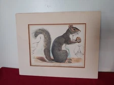 Gray Squirrel - Louis Prang Boston USA 1872 Chromolithograph Print