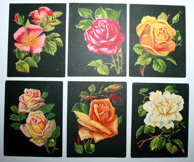 ROSENVARIANTEN 6 x Vintage 1927 illustrierte Botanische Karten