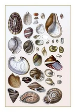 Shells: Gasteropoda and Trachelipoda G.B. Sowerby Poster Print