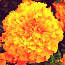 5000 Samen Tagetes (Tagetes erecta). Studentenblume, Nematodenkiller