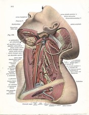 Stampa antica ANATOMIA COLLO E TESTA medicina Sobotta 1931 Antique print