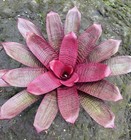 Vriesea David Shiigi Hybrid ‘Pupukea Sunset’ Bromeliad Bromeliads — photo 9