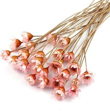100 Stems Natural Dry Flowers Brazilian Small Star Daisy Decorative Dried Flo...