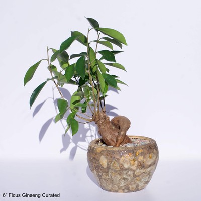 6'' Ficus Microcarpa Ginseng in Bubble Glaze Pot Curated