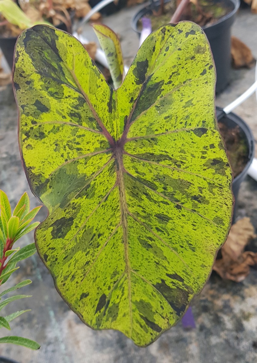 Colocasia panaché 'Mojito' spécimen de collection en conteneur 2.9L