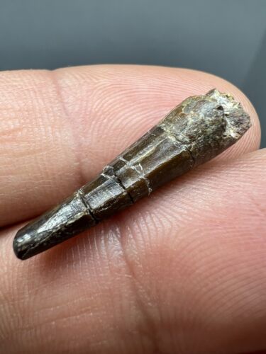 Rare Spinosauridae Tooth From Morocco Dinosaur  Dinosaure Dent Fossil Fossile - Photo 1/11