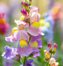 300 Snapdragon Northern Lights Mix Seeds / Planting / Fall / Perennials