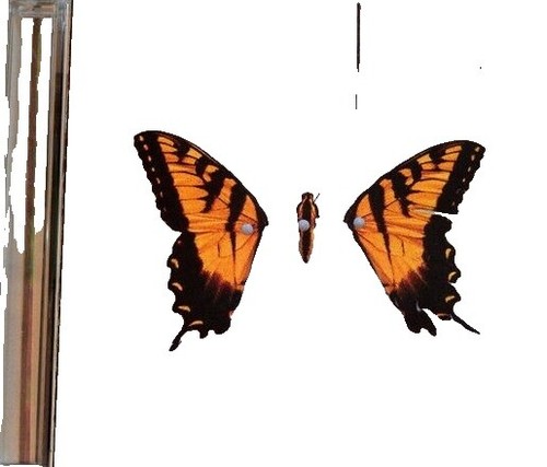 Hayley Williams EDAABP（Hayley's mix） Hayley Williams - EDAABP CD (Hayley's Mix) Limited /1500