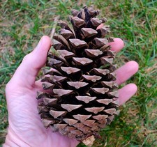 3 large pine cones, Christmas decor, extra large, seasonal display, natural