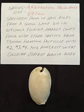 EXTINCT Fossilized COWRIE Shell ( Akleistostoma Macbrideae ) From Central Fl 