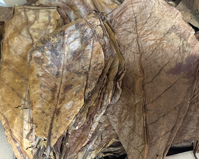 Catappa Leaves / Seemandelbaumblätter / 500Gramm Blätter  / 20-30 cm