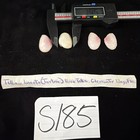 Tellina lineata (True Rose Tellin) Shells Lot Of 2 Clearwater FL (S185) — photo 2