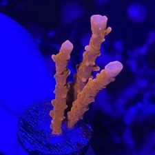 Live Coral Frag Absolutely Fish Naturals Branching Manila Sky Montipora Wysiwyg