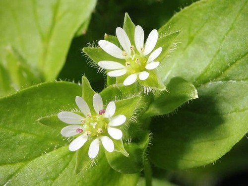 500+ CHICKWEED Seeds (Stellaria media) Organic Medicinal Herb Harvested /2025 - Picture 2 of 4