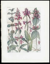 1907 H. Isabel Adams Print Wild Flowers British Isles Betony,Common Hemp Nettle