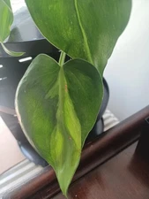 Philodendron Brasil Rooted In 3" Pot.  (LAST ONE)
