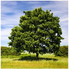 3.5 litre pot - Field Maple Tree Acer Campestre -