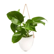 4.5 In. Pothos Devil'S Ivy in Hanging White Ceramic Planter Pot with Leather Str