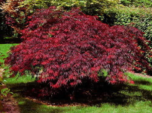  25+ Graines Erable , Japanese Maple , Acer Palmatum Dissectum Tree seeds - Photo 1/5