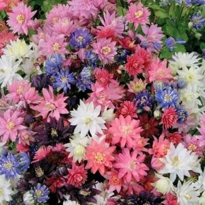 Auto Flower Seeds | eBay