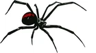 Black Widow Reverse Spider Vinyl Decal Sticker Window Auto Camper Body Glass