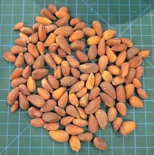 2025 Pinon Pine Nuts FRESH 1LB Size | Utah Nevada | Soft Shell | Great Taste