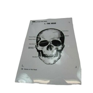 ICS Form Finders Bones of the Head Transparency See Through 53600 Skull