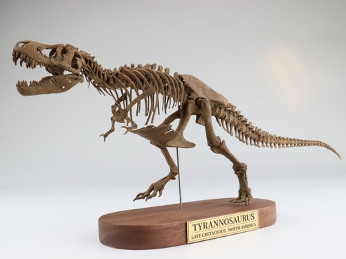 1:35 Scale Tyrannosaurus Skeleton Model 3D Printed Dinosaur Animal Scene Decor - Picture 7 of 8